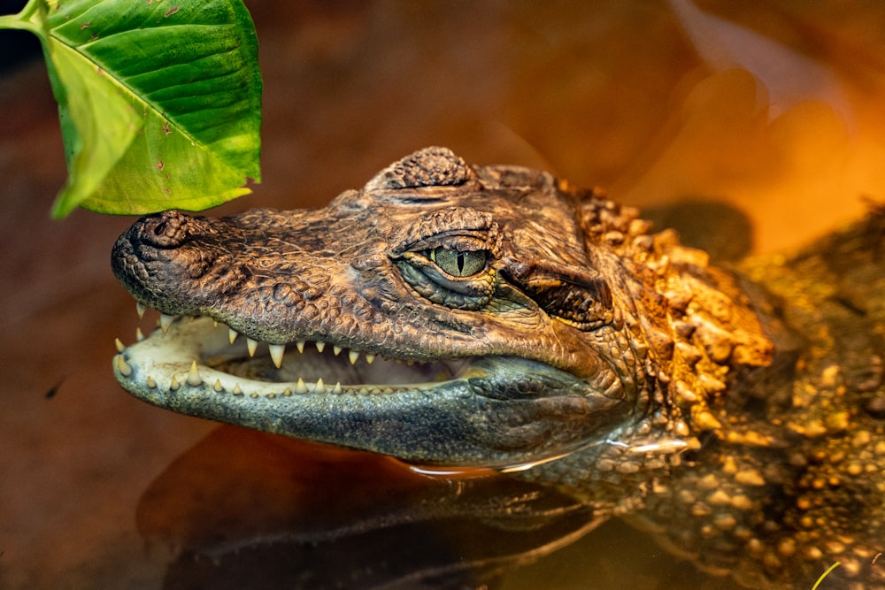 brown crocodile in water with green leaves