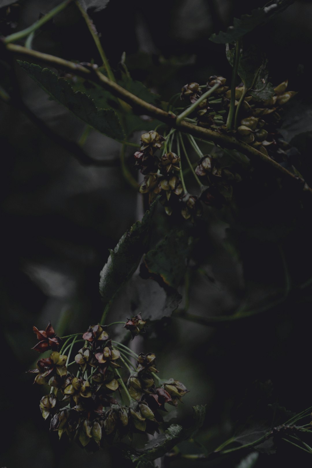 green leaves with water droplets