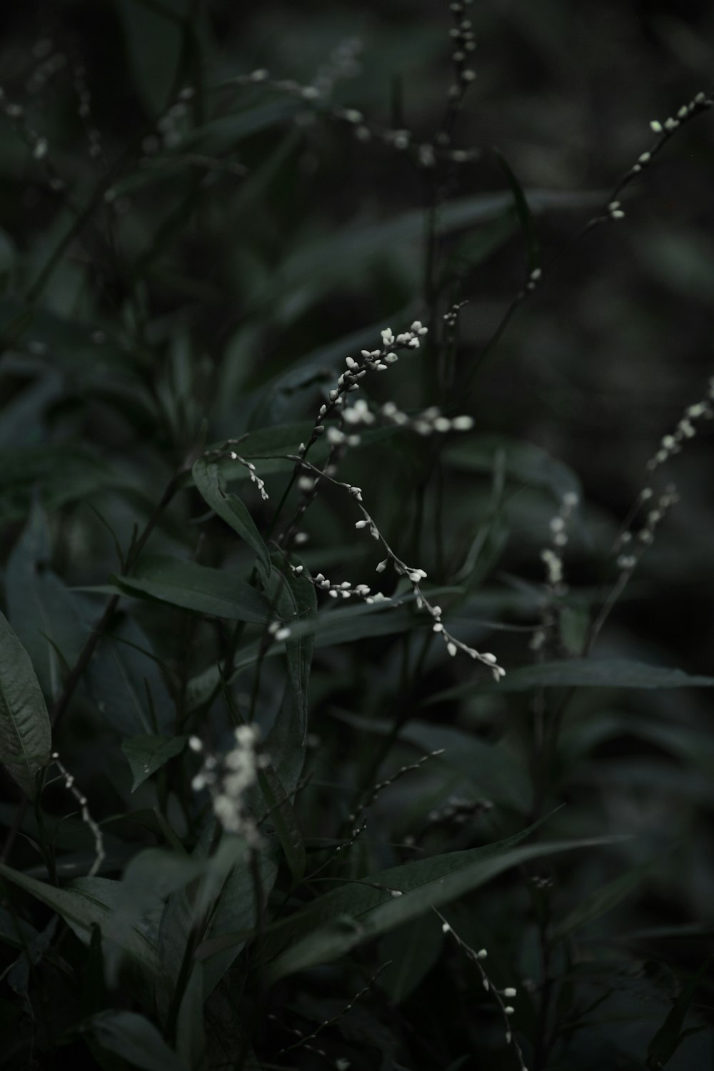 green plant with water droplets