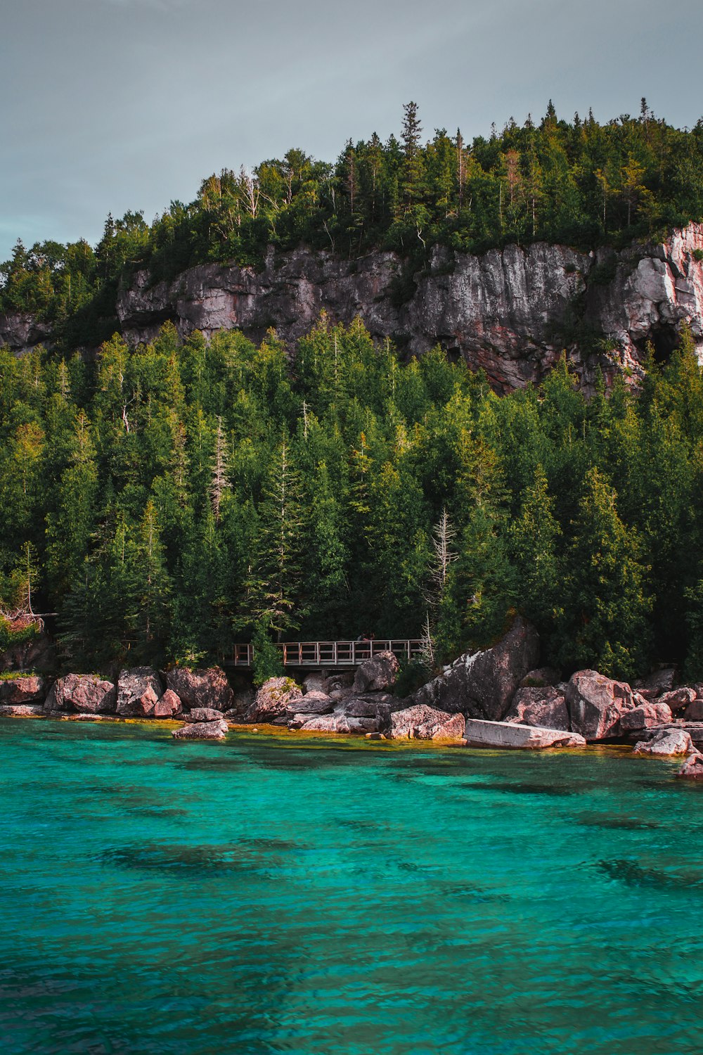 green trees near body of water during daytime