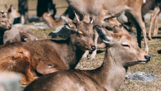 brown deer on green grass during daytime