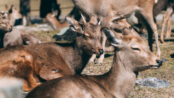 brown deer on green grass during daytime