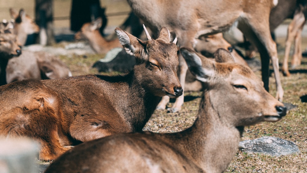 brown deer on green grass during daytime