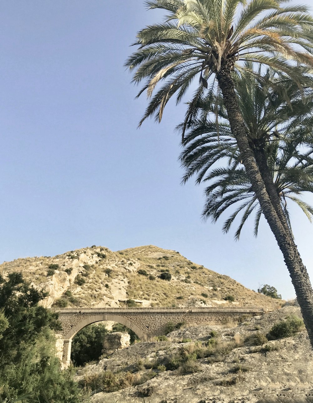 green palm tree near brown mountain under blue sky during daytime