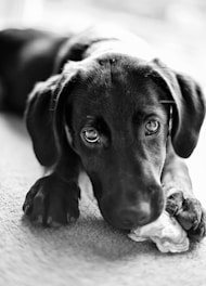 a black and white photo of a dog chewing on a toy