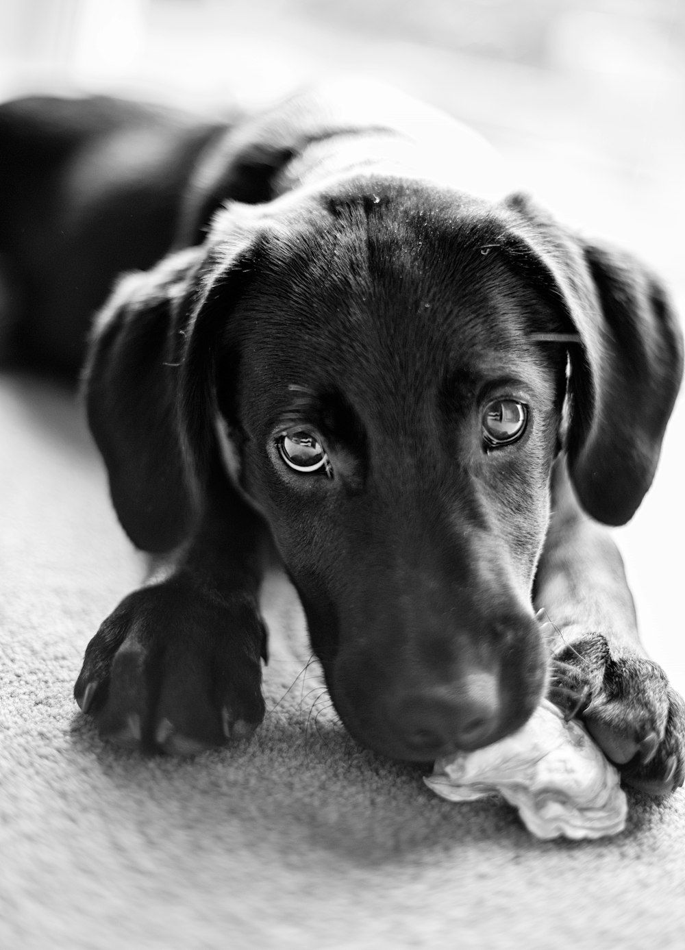 a black and white photo of a dog chewing on a toy