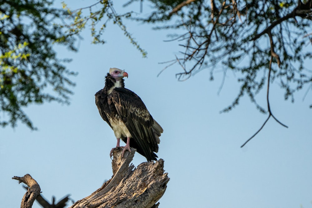 black and white bird on brown tree branch during daytime