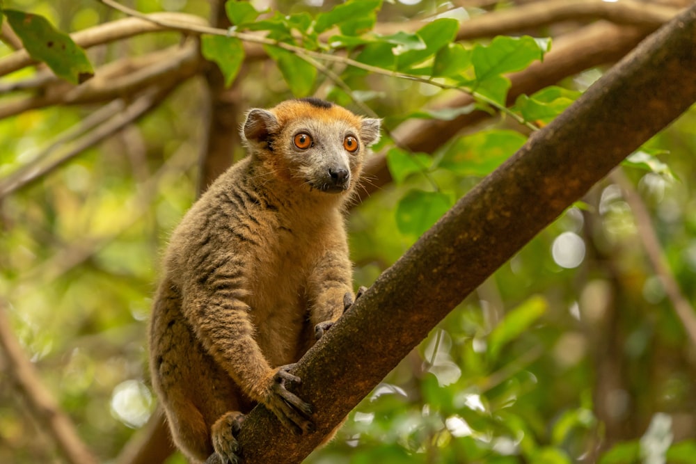 brown and gray koala on brown tree branch during daytime