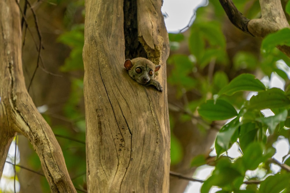 brown owl on brown tree trunk during daytime