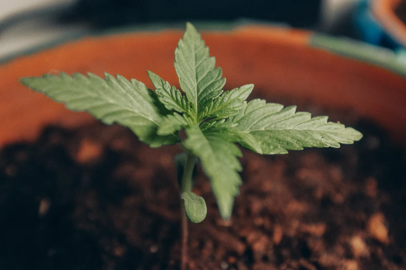 Healthy young cannabis seedling growing in a clay pot at home — beginner indoor cannabis growing course from seed to harvest