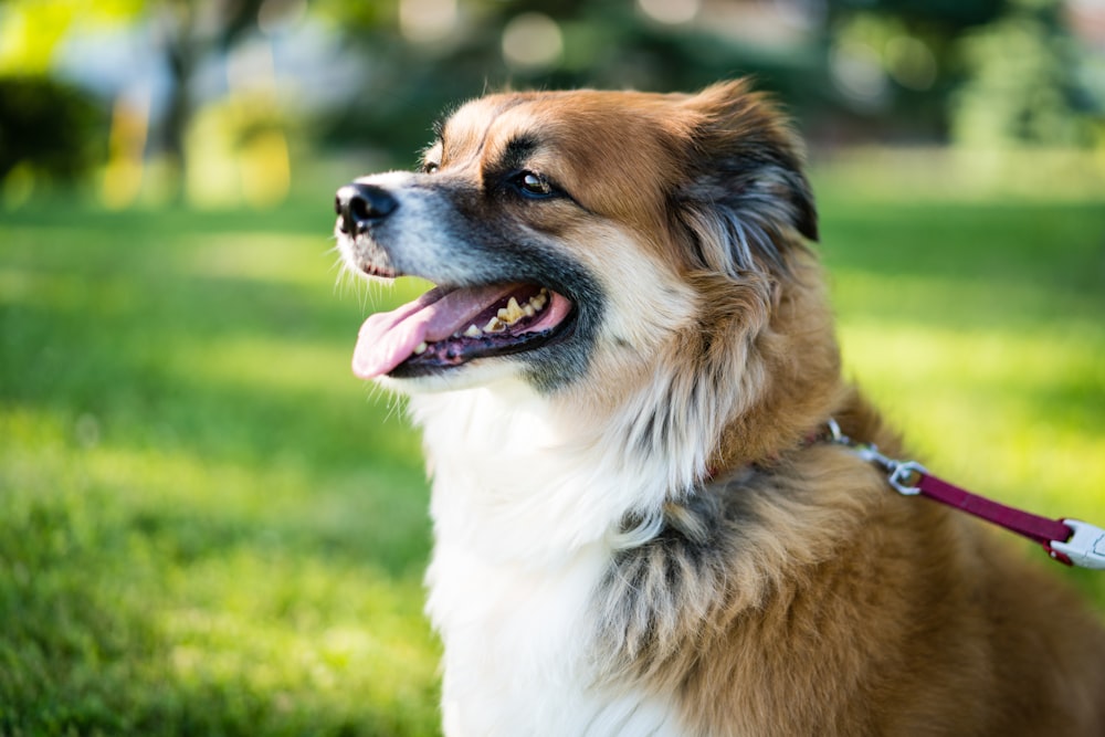 brown and white long coat dog