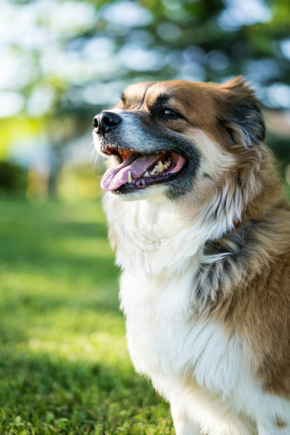 brown and white long coat dog