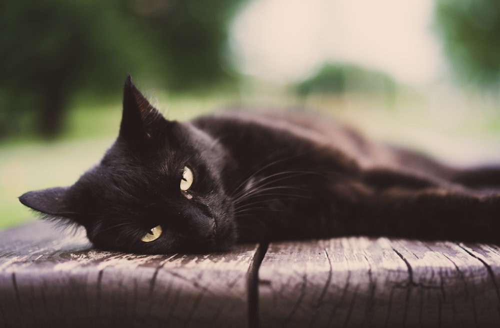 black cat lying on white textile