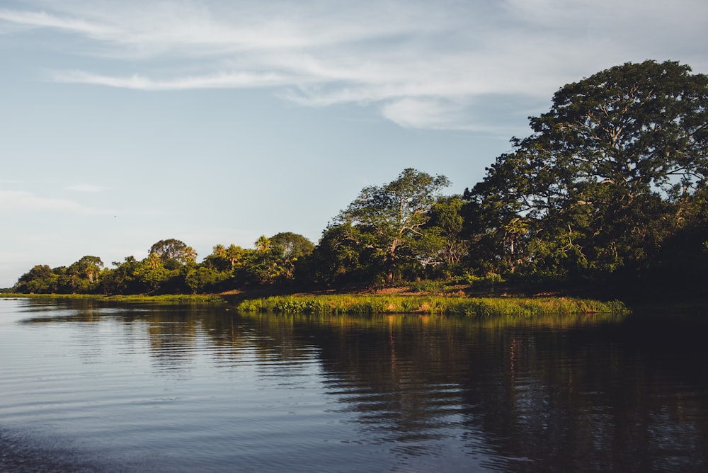 arbres verts au bord du plan d’eau pendant la journée