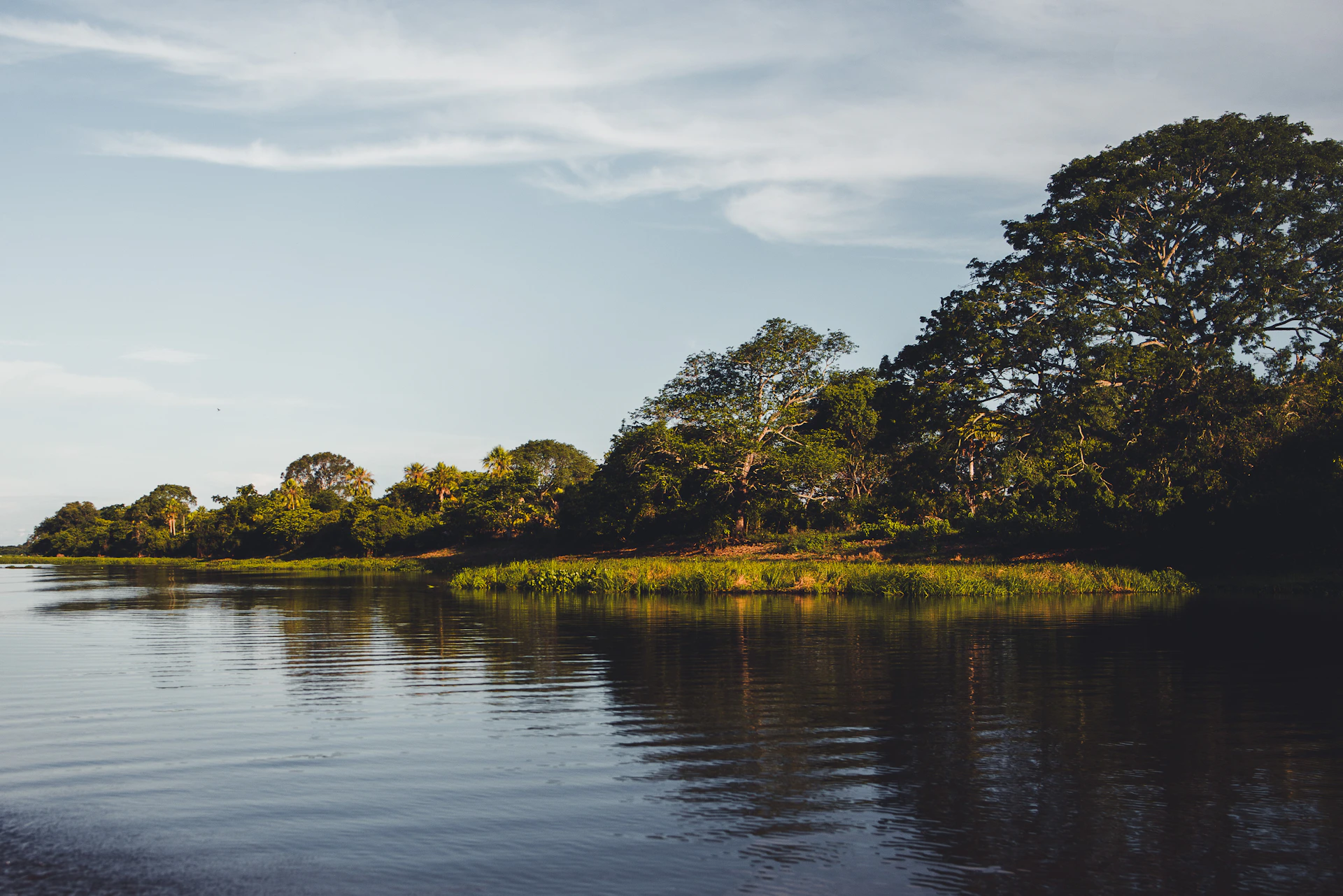 green trees beside body of water during daytime