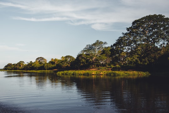 None in Pantanal Brasil