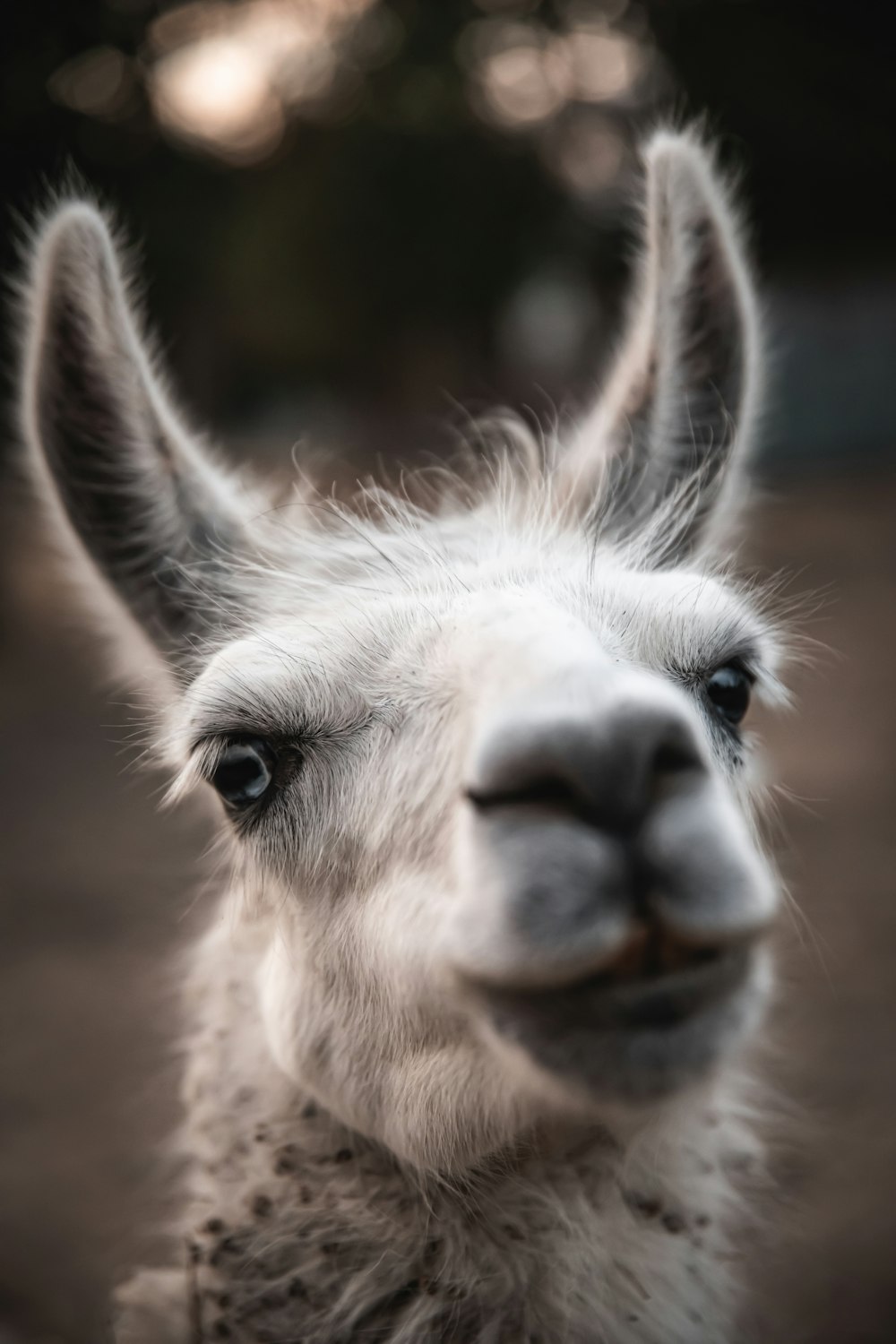 close up photo of llama