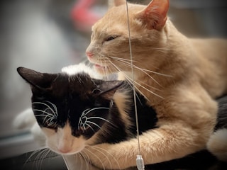 Soft-focus shot of the cats curled up together in a cozy blanket nest.