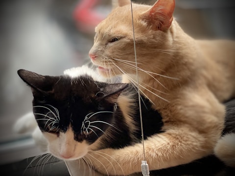 Soft-focus shot of the cats curled up together in a cozy blanket nest.