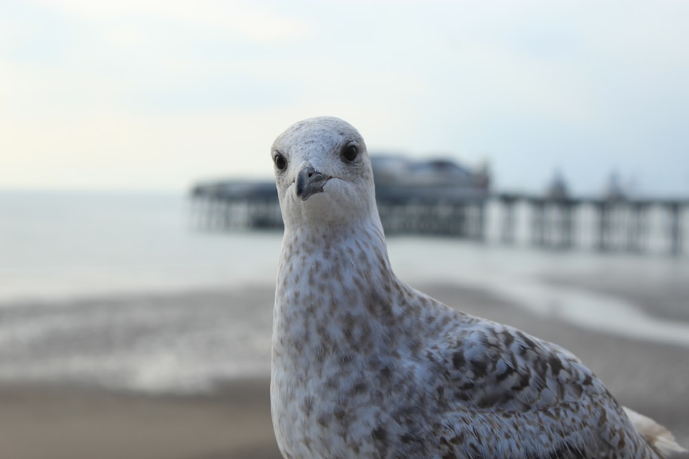 white and gray bird on brown sand during daytime