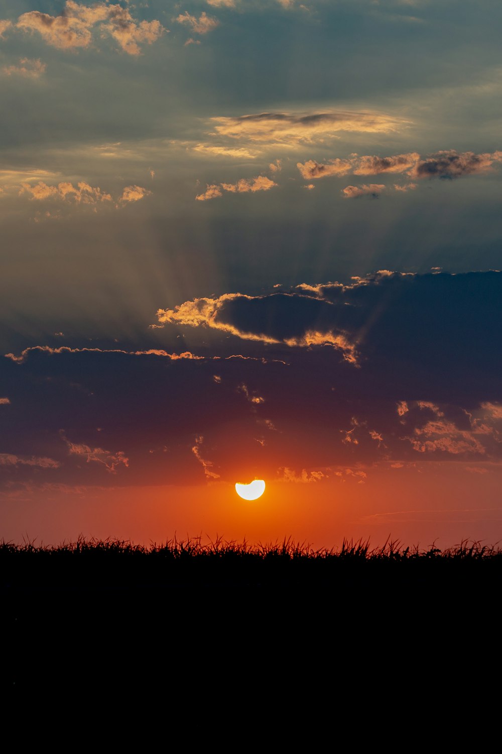 silhouette of grass during sunset