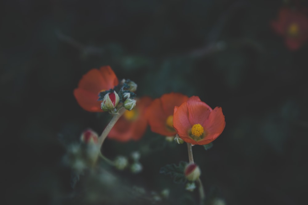 red flower in tilt shift lens