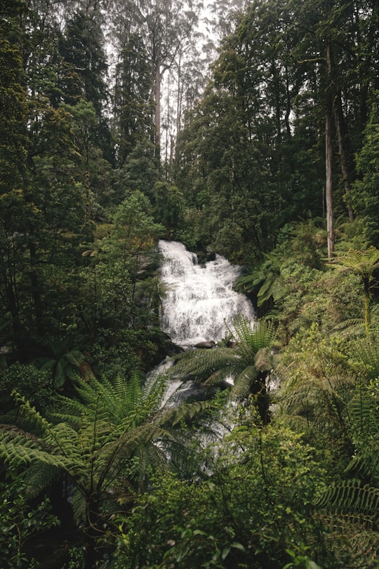 water falls in the middle of forest in Great Otway National Park Australia