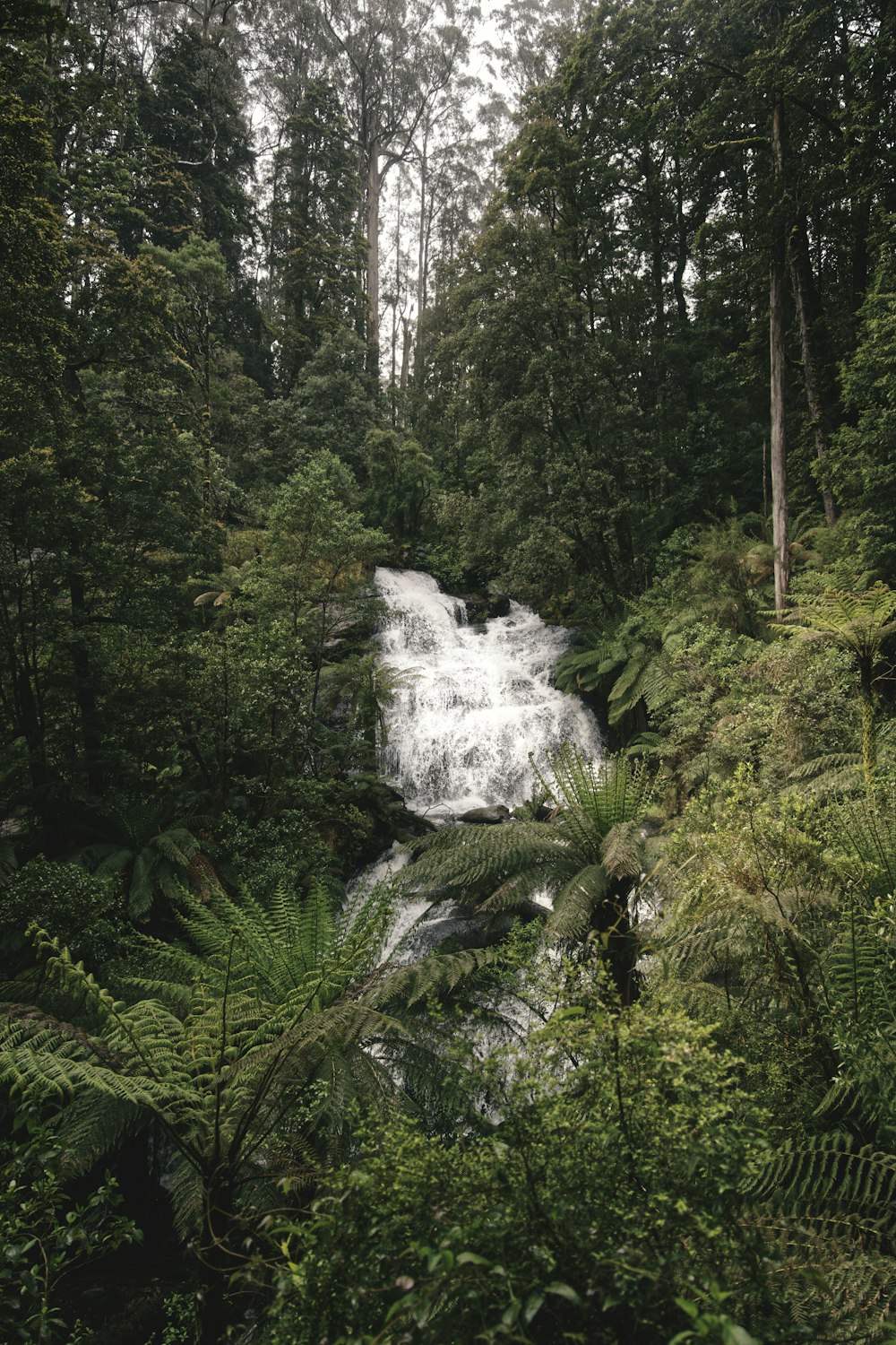 a água cai no meio da floresta