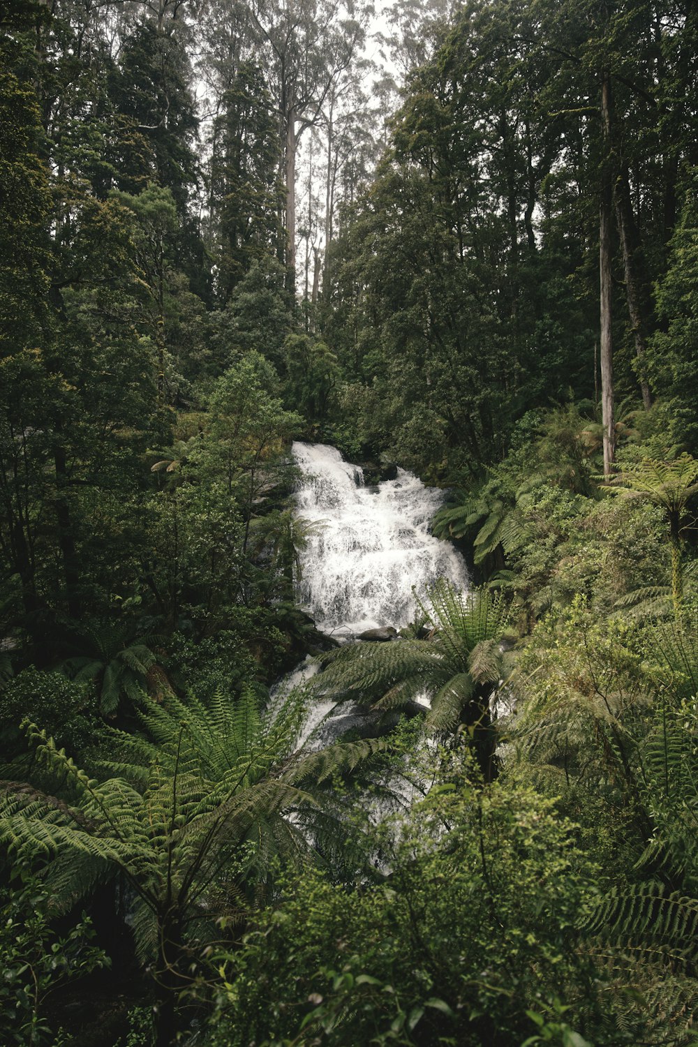water falls in the middle of forest