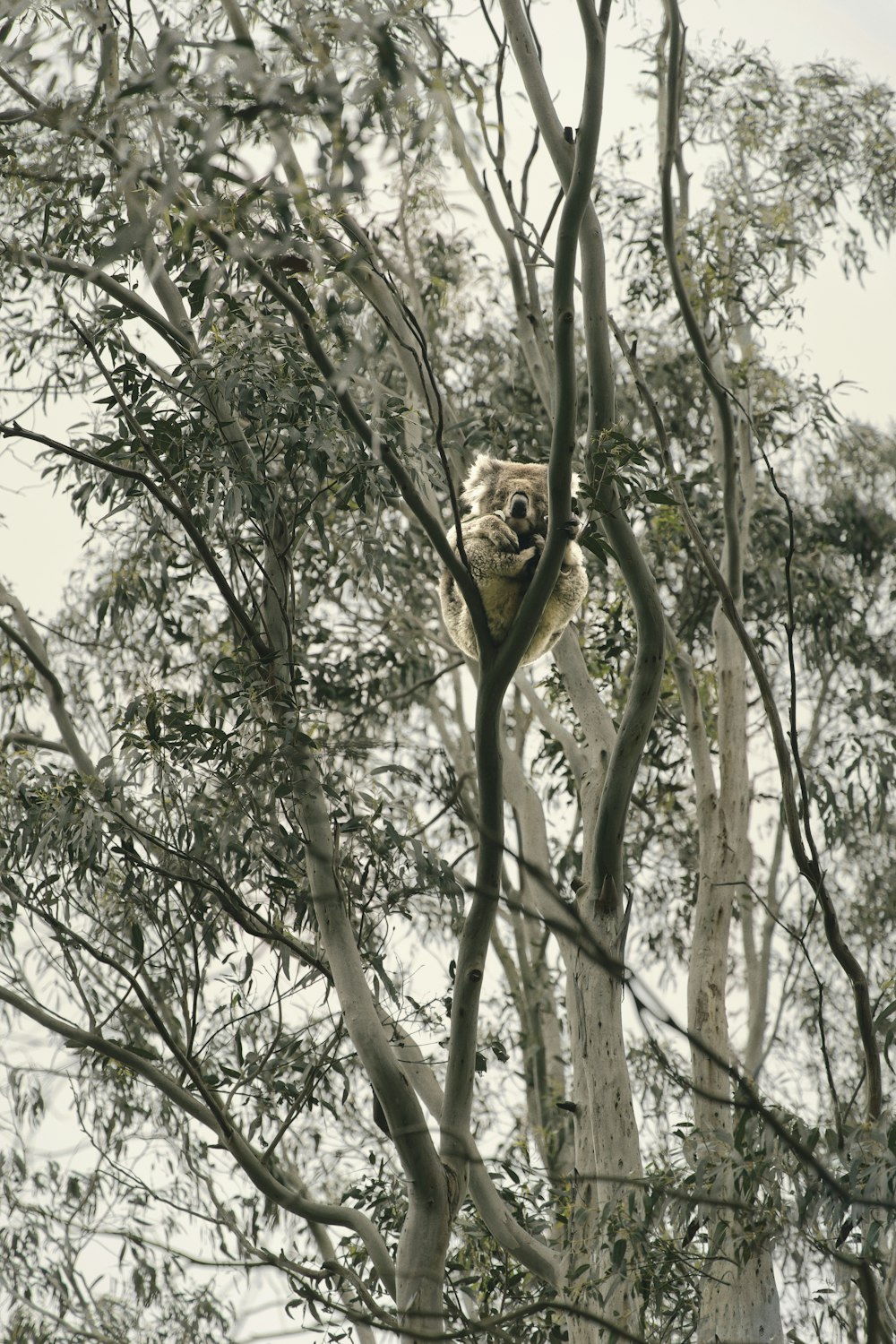 Leone marrone sul ramo marrone dell'albero durante il giorno