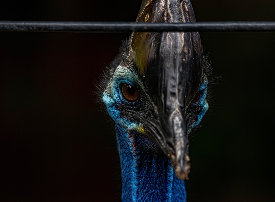 blue and yellow peacock in cage
