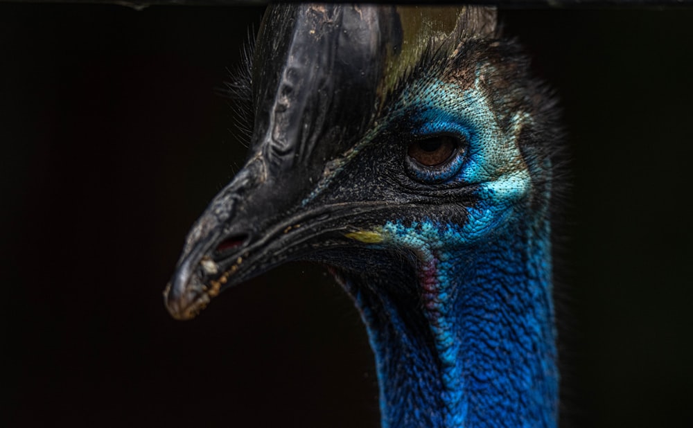 blue and green peacock head