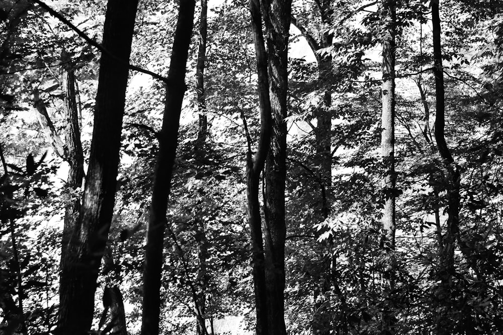 grayscale photo of trees during daytime