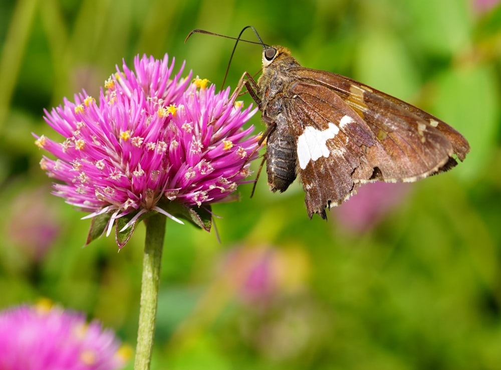 brown and white butterfly on purple flower