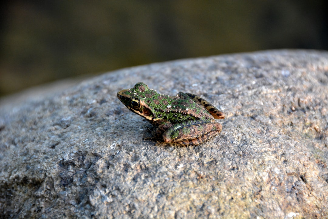 green frog on gray rock