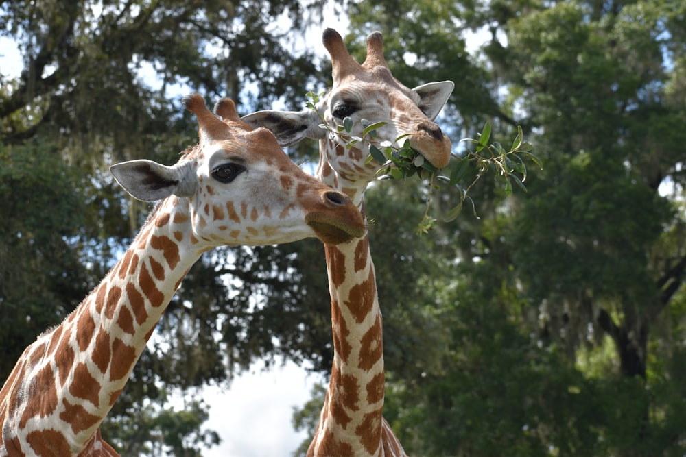 brown giraffe in close up photography