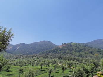 A scenic landscape featuring lush green fields with rows of trees extending into the distance. In the background, rolling hills covered with dense forest rise under a clear blue sky. The foreground shows well-maintained plantations suggesting agricultural activity.