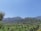 A scenic landscape featuring lush green fields with rows of trees extending into the distance. In the background, rolling hills covered with dense forest rise under a clear blue sky. The foreground shows well-maintained plantations suggesting agricultural activity.