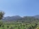 A scenic landscape featuring lush green fields with rows of trees extending into the distance. In the background, rolling hills covered with dense forest rise under a clear blue sky. The foreground shows well-maintained plantations suggesting agricultural activity.