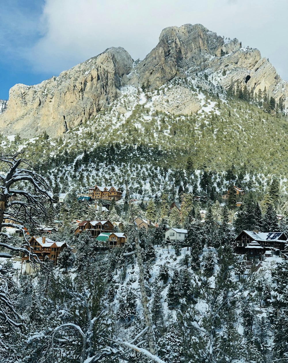 Schneebedeckte Bäume und Berge tagsüber