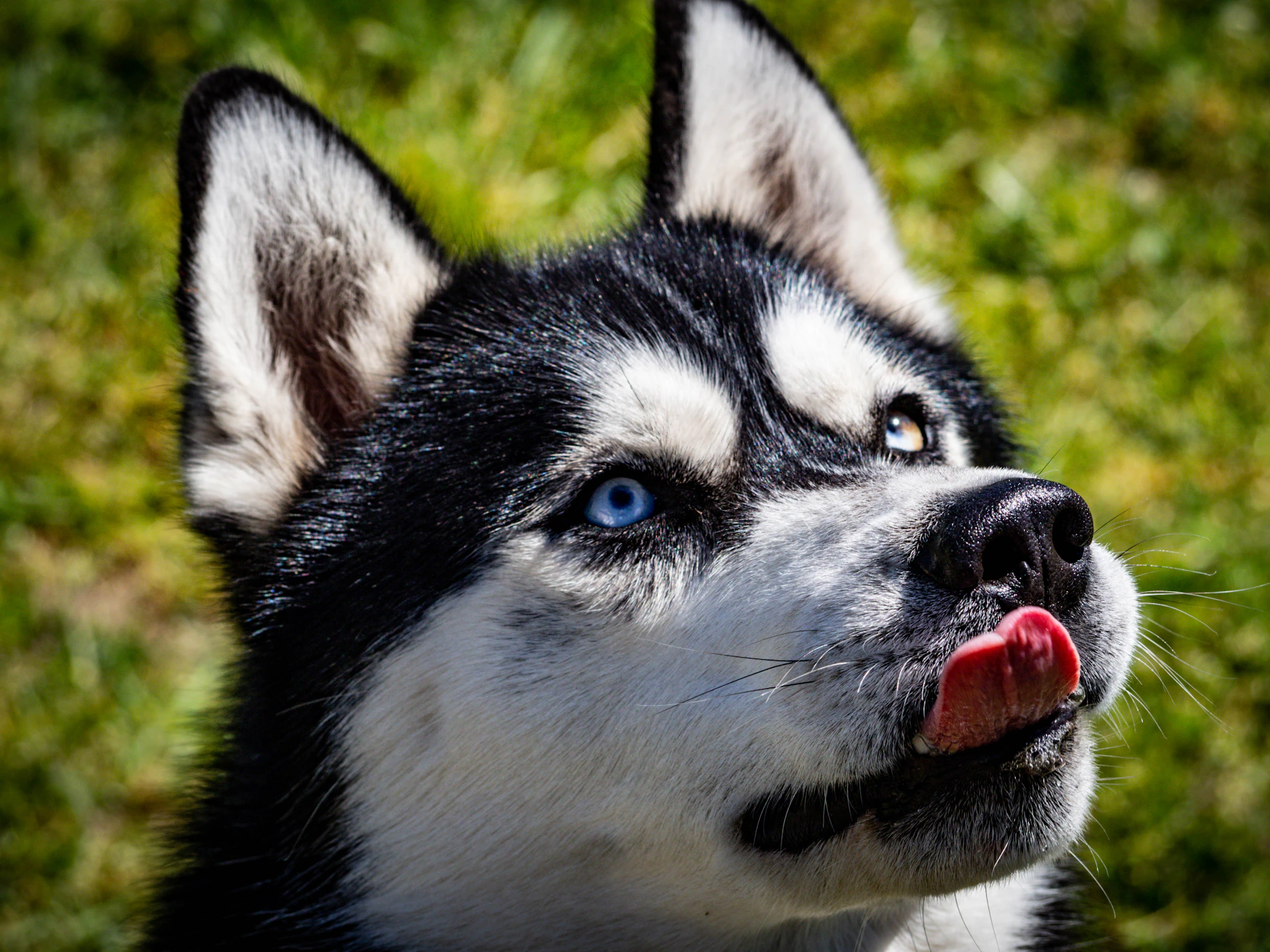 A close-up of a fluffy Siberian Husky with striking blue eyes sitting calmly on green grass.
