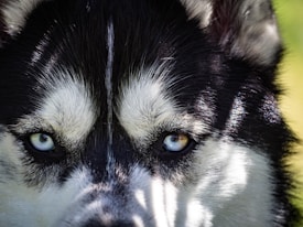 A close-up of a husky's intense, striking eyes, one blue and one brown, framed by its distinctive black and white fur pattern. Light falls in bands across its face, adding contrast and depth.