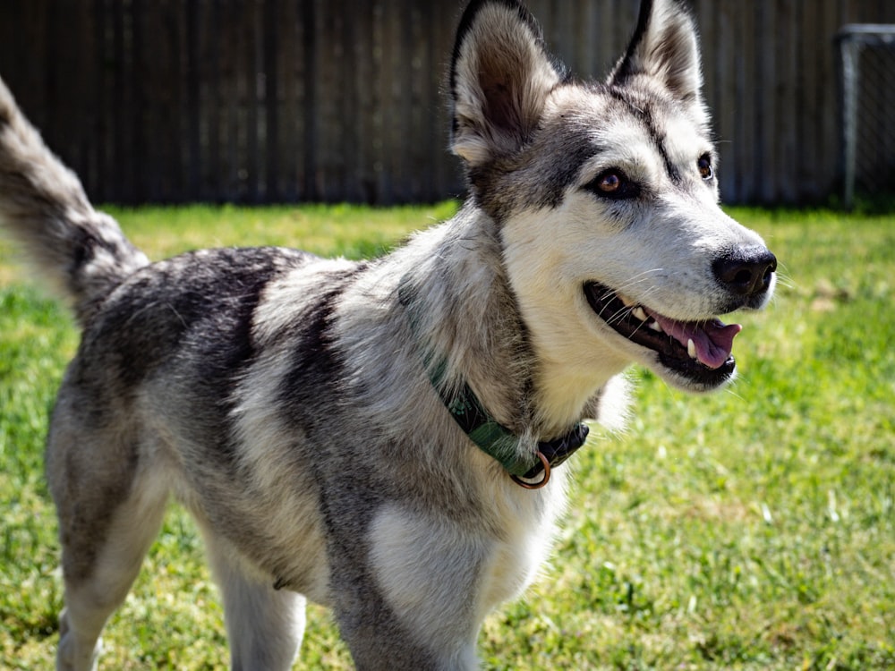 white and black siberian husky on green grass field during daytime