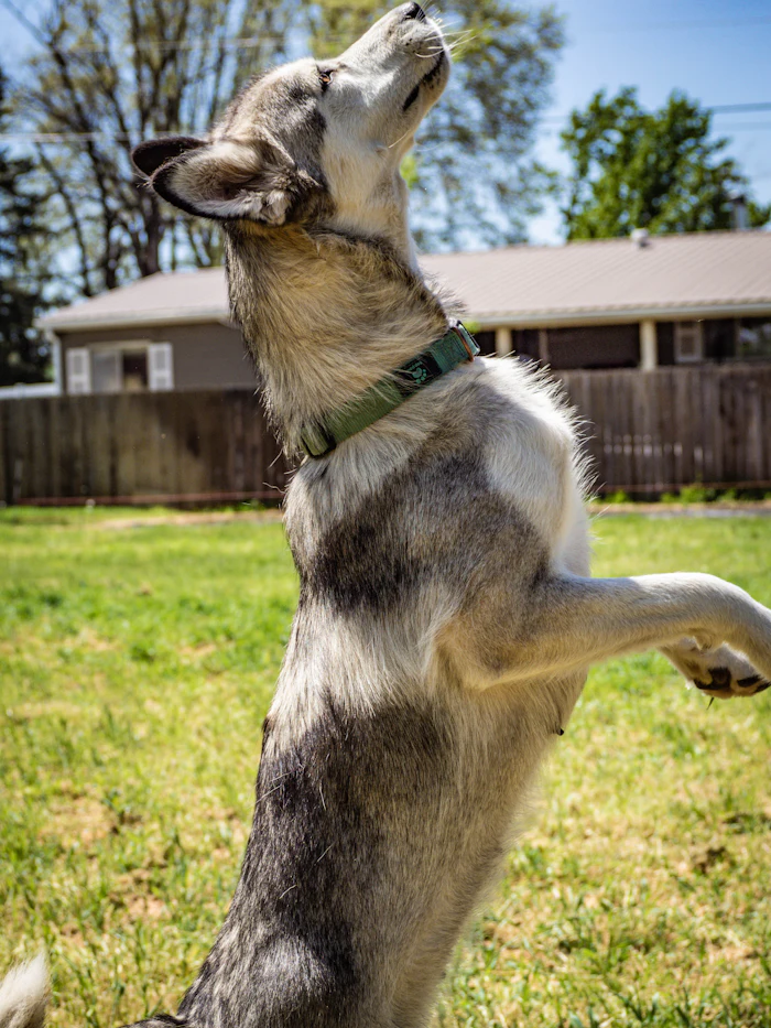 German Shepherd on grass