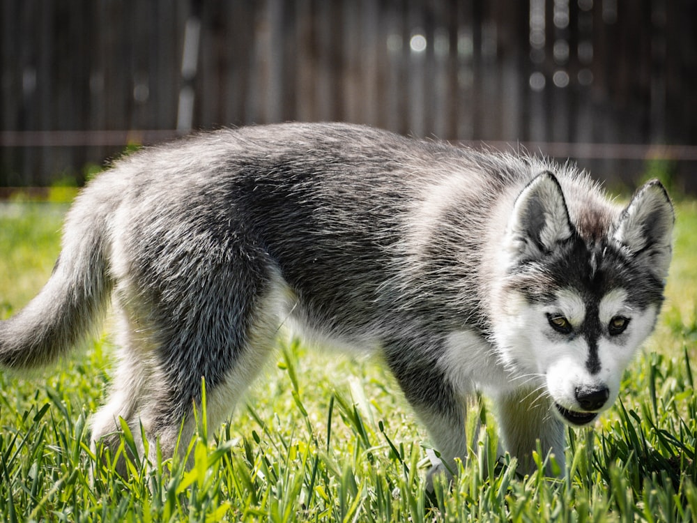 Schwarz-Weiß-Siberian Husky-Welpe tagsüber auf grünem Rasenplatz
