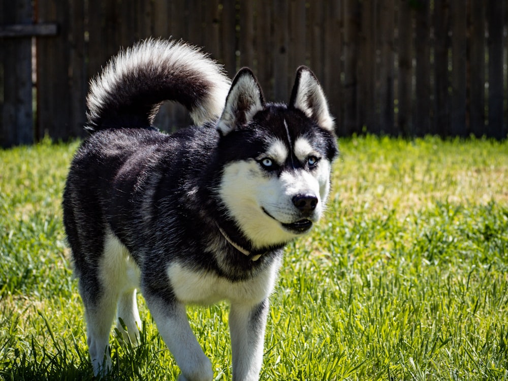 black and white siberian husky on green grass field during daytime