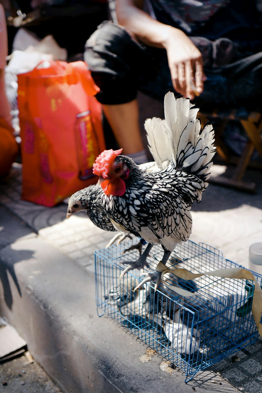 white and black rooster on blue plastic crate