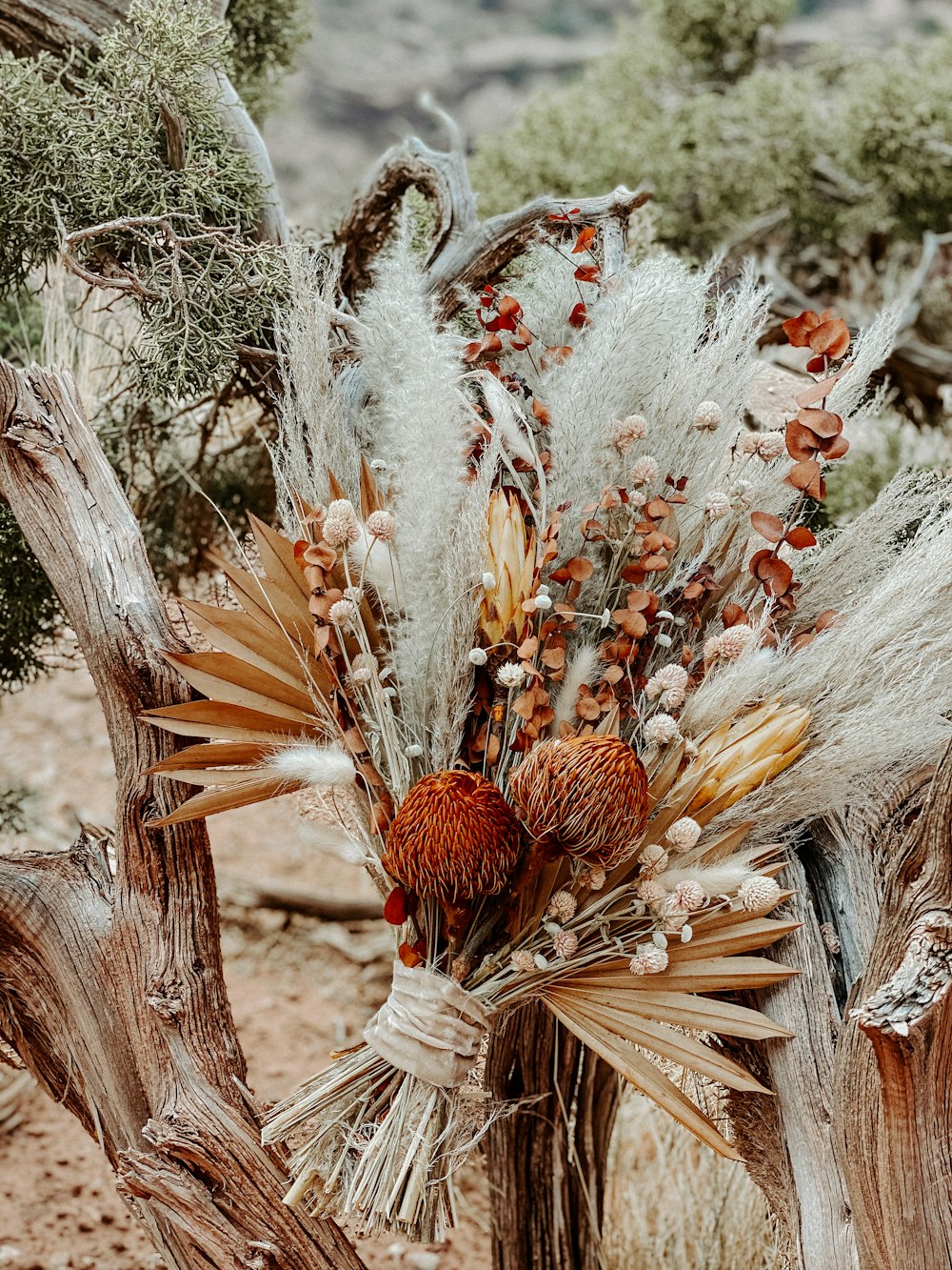 brown and red flower buds