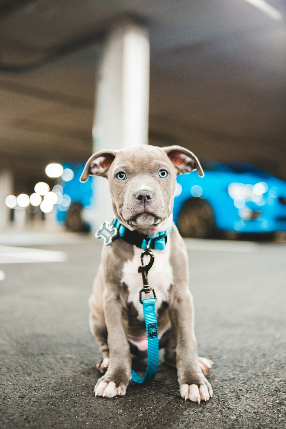 Cachorro de mezcla de American Pitbull Terrier marrón y blanco