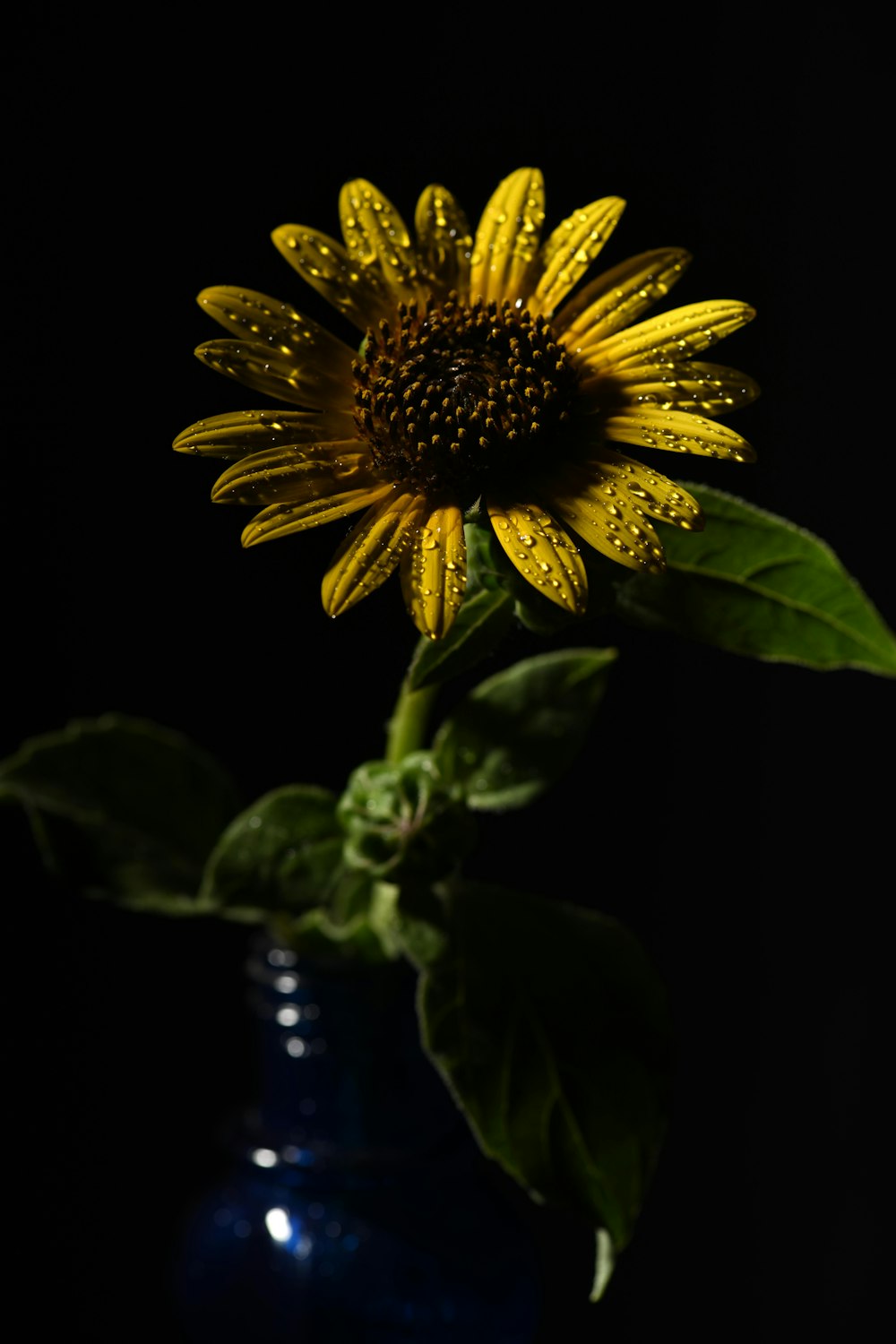 yellow sunflower in close up photography